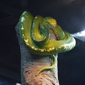 Green Tree Snake, October 2024