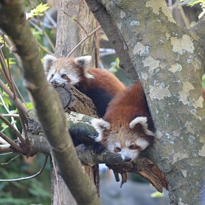 Red Pandas, October 2024