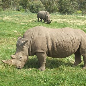White Rhinos, 2010