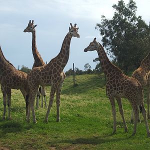 Giraffes, 2010