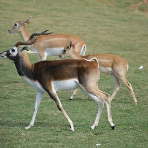 Blackbuck, 2017