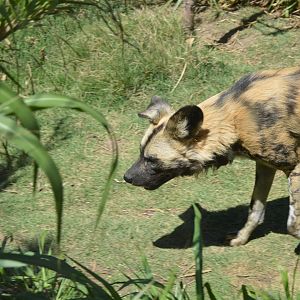 African Wild Dog, 2017