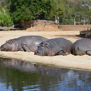 Hippos, 2017