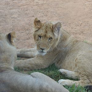 Lion Cubs, 2017