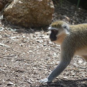 Vervet Monkey, 2017