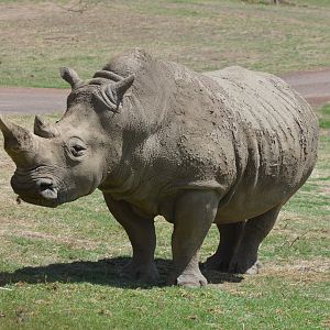 White Rhino, 2017
