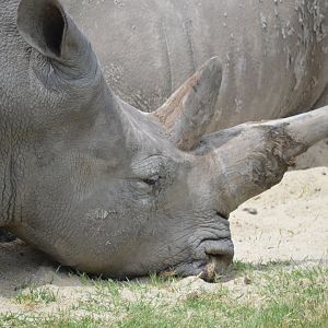White Rhino, 2023