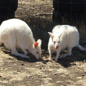 White wallabies, 2008