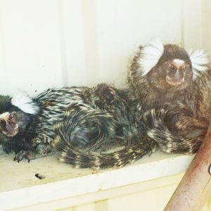 Common Marmoset, 2008