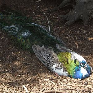 Partially Leucistic Peafowl, 2011