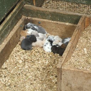 Baby Rabbits, 2011