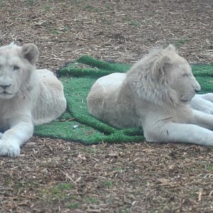 White Lion Cubs, 2014