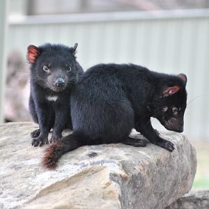 Tasmanian Devils, 2014