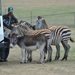 Zebras and Donkey, 2014