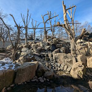 Japanese Macaque Exhibit