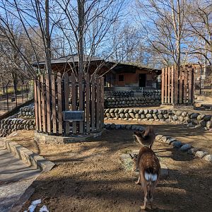 Yakushima Sika Exhibit