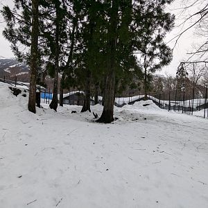 Japanese Serow Exhibit