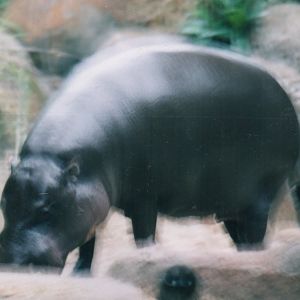 Hippo, 2004
