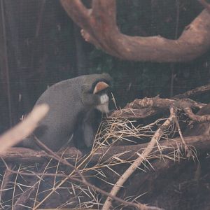De Brazza's Guenon, 2004