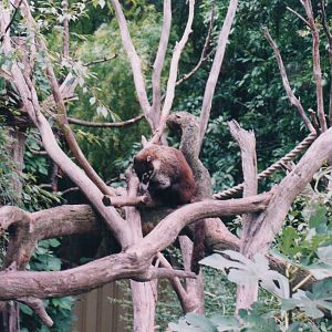 White Nosed Coati, 2004