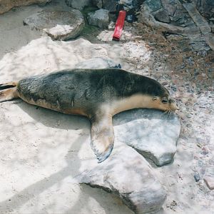 Australian Sea Lion, 2004