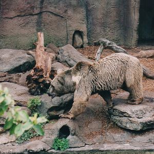 Syrian Brown Bears, 2004