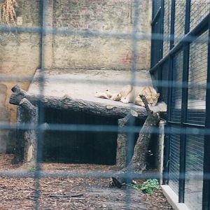 Lioness and Cubs, 2004
