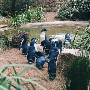 Little Penguins, 2004