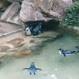 Little Penguins, 2004