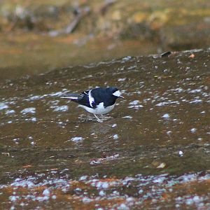 Little Forktail (Enicurus scouleri)