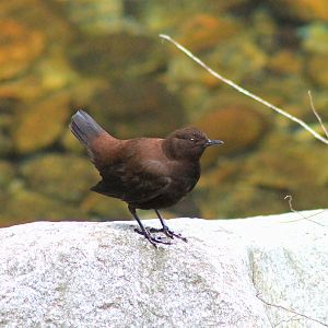 Brown Dipper (Cinclus pallasii)