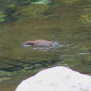 Brown Dipper (Cinclus pallasii) swimming