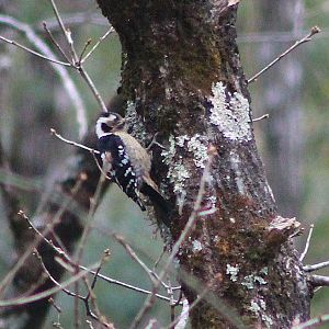 Grey-capped Pigmy Woodpecker (Yungipicus canicapillus)