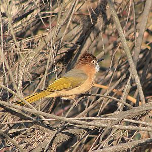 Mountain Bulbul (Hypsipetes mcclellandii)