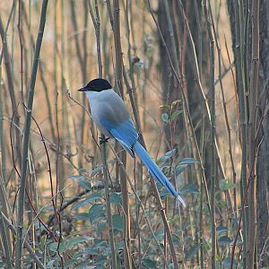 Azure-winged Magpie (Cyanopica cyanus)
