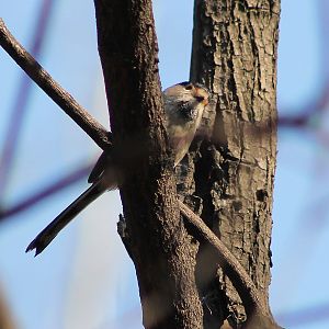 Silver-throated Tit (Aegithalos glaucogularis)