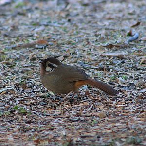 White-browed Laughing Thrush (Pterorhinus sannio)