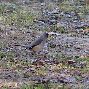 Female Yellow-billed Grosbeak (Eophona migratoria)