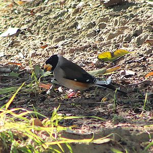 Male Yellow-billed Grosbeak (Eophona migratoria)