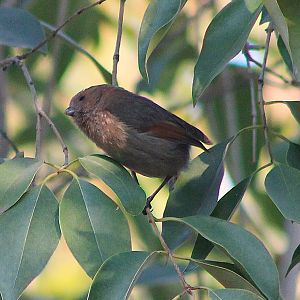 Vinous-throated Parrotbill (Suthora webbiana)