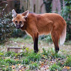 Maned Wolf, November 2018