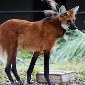 Maned Wolf, November 2018