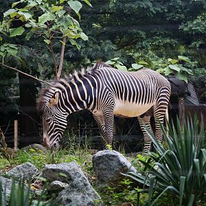 Grevy's Zebra, August 2019