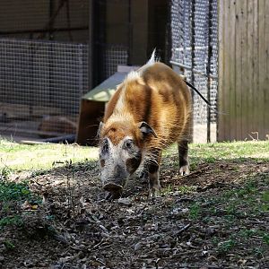 Red River Hog, April 2018