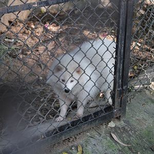 Raccoon Dog (Nyctereutes procyonoides)