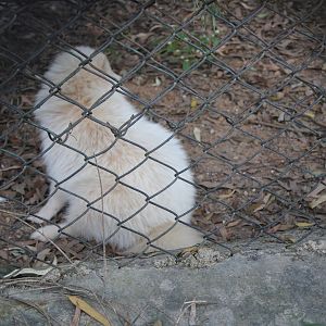 Raccoon Dog (Nyctereutes procyonoides)