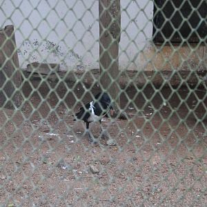 Pied Crow (Corvus albus)
