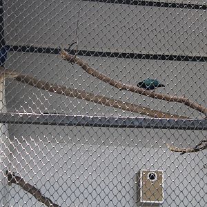 Purple Glossy Starling (Lamprotornis purpureus)