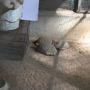 Tortoise ID