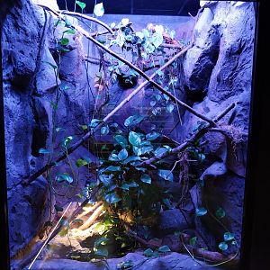 Egzotarium Sosnowiec - Beauty Rat Snake (Elaphe taeniura)